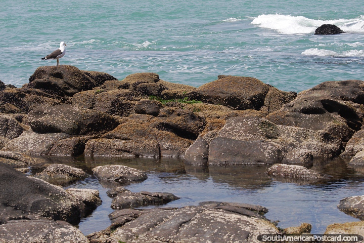 Seagull on rocks on the coastline at Paracas National Park. (720x480px). Peru, South America.
