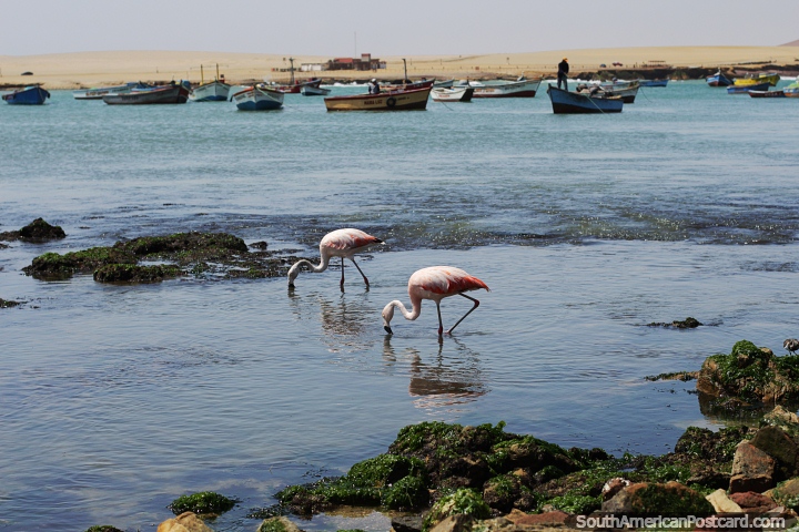 Par de flamingos em busca de comida, pequenos barcos de pesca atrs, Parque Nacional de Paracas. (720x480px). Peru, Amrica do Sul.
