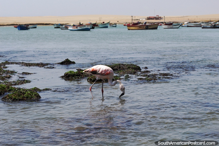 Paracas National Park is a great place to visit south of Lima, see flamingos. (720x480px). Peru, South America.