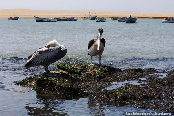 Par de pelicanos nas rochas no Parque Nacional de Paracas. (720x480px). Peru, Amrica do Sul.