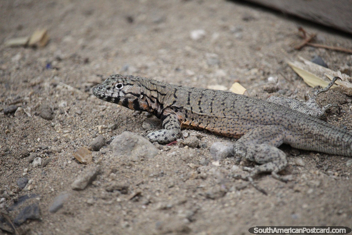 Gran gecko negro y gris en las arenas de la playa de Huanchaco. (720x480px). Per, Sudamerica.
