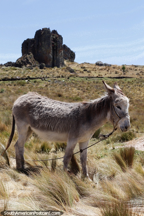 Donkey in the green fields of Cumbemayo, distant rocks in Cajamarca. (480x720px). Peru, South America.