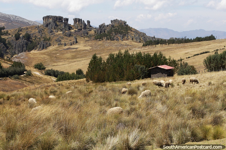 Ovelhas em um campo, um galpão, árvores e formas rochosas em Cumbemayo, Cajamarca. (720x480px). Peru, América do Sul.
