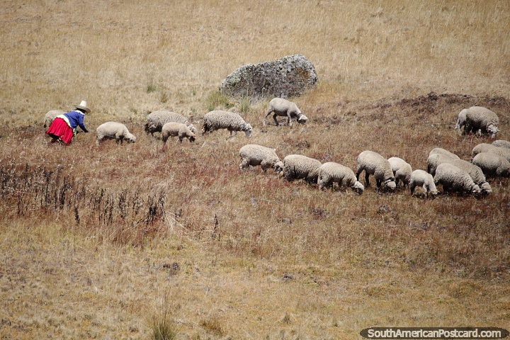 Mulher indgena cuida de suas ovelhas nas montanhas gramadas ao redor de Cumbemayo, em Cajamarca. (720x480px). Peru, Amrica do Sul.