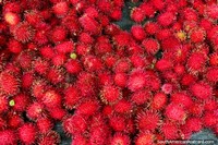 Rambutan vermelho maduro, um fruto vendeu nos mercados em Cayenne em Guiana Francesa. As 3 Guianas, América do Sul.