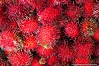 Punta roja rambután de cerca, un fruto de Asia vendido en los mercados en Cayenne, Guayana Francesa. Las 3 Guayanas, Sudamerica.