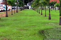 Rows of smaller palm trees at the Place des Palmistes in Cayenne, French Guiana.