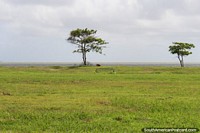 Vaca comendo grama abaixo de uma árvore junto do mar em Kourou em Guiana Francesa. As 3 Guianas, América do Sul.