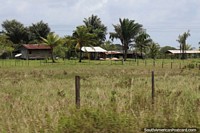 Uma fazenda com palmeiras entre Kourou e Saint Laurent du Maroni em Guiana Francesa. As 3 Guianas, América do Sul.