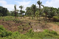 Clearing an area of palm trees on a property in western French Guiana. The 3 Guianas, South America.