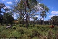 Um par de vacas na zona rural fechada entre Albina e Paramaribo, o Suriname. As 3 Guianas, América do Sul.