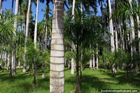 Palmentuin, parque público com 1.000 palmeiras em Paramaribo, Suriname. As 3 Guianas, América do Sul.