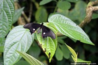 Black butterfly with white and pink dots at the butterfly park in Paramaribo, Suriname.