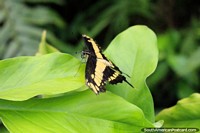 Más cerca de la mariposa de color amarillo y negro en el parque de mariposas en Paramaribo, Surinam. Las 3 Guayanas, Sudamerica.