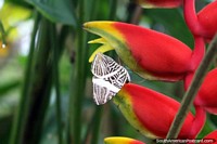 A borboleta preta e branca senta-se de pernas para o ar em uma fábrica no parque de borboleta em Paramaribo, Suriname. As 3 Guianas, América do Sul.