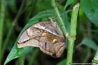 A borboleta com um desenho muito interessante nas suas asas na borboleta instala-se em Paramaribo, Suriname. As 3 Guianas, América do Sul.
