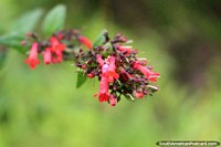 Vagens purpúreas e rosa, a vida de planta na borboleta instala-se em Paramaribo, Suriname. As 3 Guianas, América do Sul.