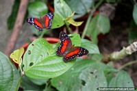 Red, black and white butterflies on leaves at the butterfly park in Paramaribo, Suriname. The 3 Guianas, South America.