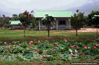 A waterway with lily leaves and pink flowers in front of a house in the countryside outside Paramaribo, Suriname. The 3 Guianas, South America.