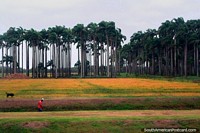 A forest of tall straight palm trees in otherwise flat and open countryside, Nickerie district, Suriname.