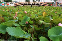 Versión más grande de Hojas de lirio, flores de color rosa y un puente para cruzar en Nickerie, Surinam.