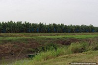 Plantaciones de banano a lo largo de la ruta entre Nickerie y South Drain en Surinam.