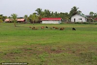 Cabras comiendo hierba fresca, una comunidad, campos agrícolas y palmeras en South Drain, Surinam. Las 3 Guayanas, Sudamerica.