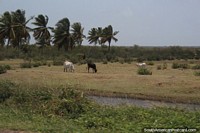 Vacas y palmas en el campo, entre Moleson Creek y Georgetown, Guyana.
