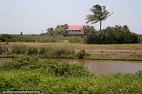 Una pequeña casa sobre pilotes con una palmera al lado, en el desierto entre Moleson Creek y Georgetown, Guyana. Las 3 Guayanas, Sudamerica.
