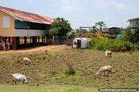Ovelhas e cabras no gramado dianteiro de uma casa, o carro senta-se no seu lado, entre Nova Amsterdam e Georgetown, a Guiana. As 3 Guianas, América do Sul.