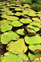Un estanque de grandes lirios redondas en los Jardines Botánicos de Georgetown en Guyana. Las 3 Guayanas, Sudamerica.