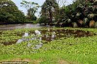 Um grande tanque nos Jardins botânicos de Georgetown na Guiana. As 3 Guianas, América do Sul.