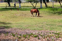 A horse on the grass at the National Park in Georgetown, Guyana. The 3 Guianas, South America.