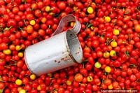 Tomates cherry rojos para la venta en Stabroek Mercado en Georgetown, Guyana.
