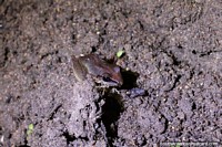 Small grey brown frog on the dirt in the Amazon at night.