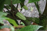 Baby cacao growing in the Amazon, green before turning red.