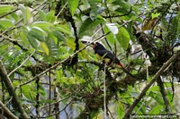 Black, red and yellow toucan looks for insects in the trees in the Amazon.