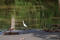 Snowy Egret beside the water searching for tiny fish in the Amazon.