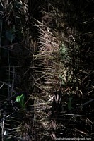 Tree trunk with thousands of razor sharp spikes in the Amazon.