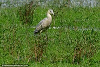 Whistling Heron in the grassy wetlands of the Amazon.