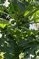Papaya Tree with green growing fruit in the Amazon.
