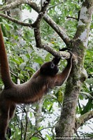Big brown monkey swings from the trees in the Amazon.