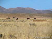 Horses in a field south of La Quiaca. Argentina, South America.