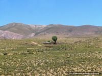 Larger version of Farm and tree, hills and shrubs, mountains between Abra Pampa and Humahuaca.