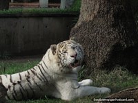 Versão maior do Leão/tigre branco em Jardim zoológico de Buenos Aires.