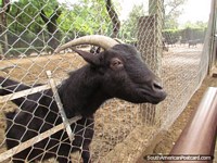 Larger version of Friendly and hungry goat at Buenos Aires Zoo.
