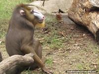 Versão maior do Macaco farejado de maneira colorida em Jardim zoológico de Buenos Aires.