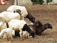 Versão maior do Famïlia de cabras pretas e brancas em Jardim zoológico de Buenos Aires.