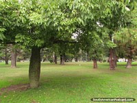 Árboles e hierba en Parque Independencia en Rosario. Argentina, Sudamerica.