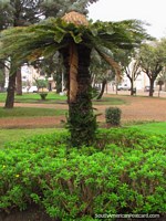 Versión más grande de Palmera parecida a un paraguas en Plaza Artigas en Colon.